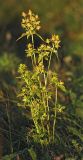 Halenia corniculata. Отцветающее и плодоносящее растение. Бурятия, Кабанский р-н, окр. ж.-д. станции Речка Мишиха, разнотравный луг на прибайкальской террасе. 26.07.2012.