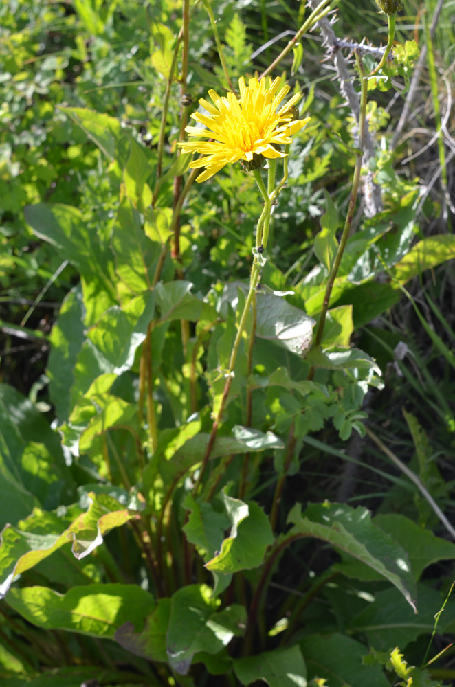 Image of Crepis sibirica specimen.