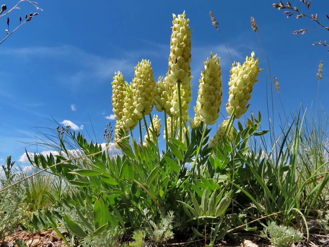 Изображение особи Astragalus follicularis.