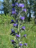 Echium vulgare. Часть соцветия. Челябинская обл., окр. г. Челябинск, Золотая горка, обочина дороги в берёзовом лесу. 03.07.2014.