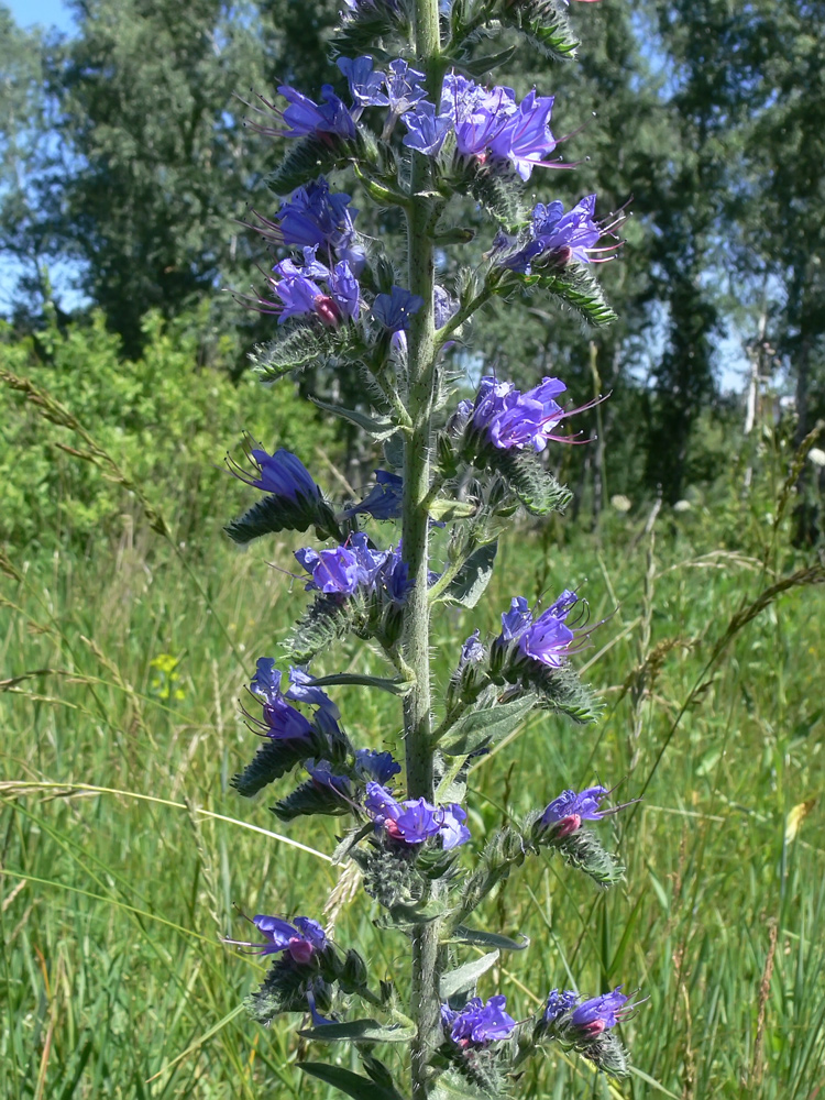 Изображение особи Echium vulgare.