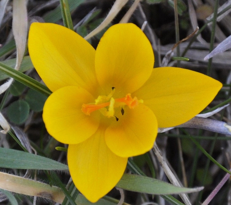 Изображение особи Crocus flavus.