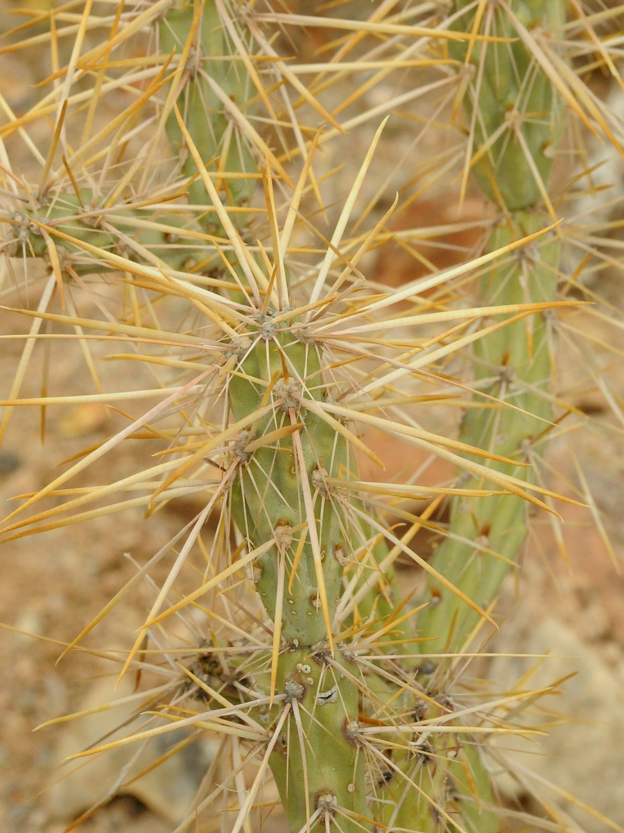 Image of Cylindropuntia molesta specimen.