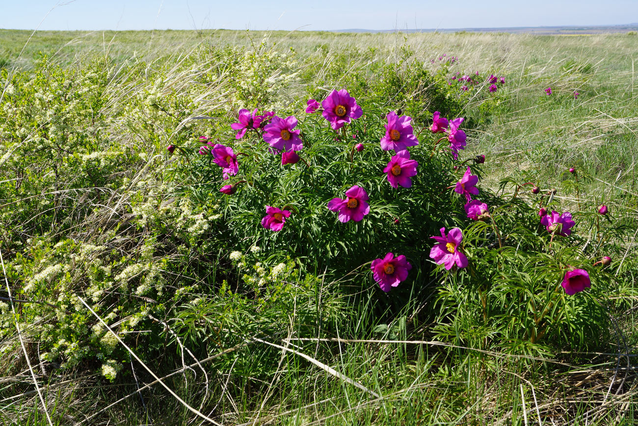 Image of Paeonia hybrida specimen.