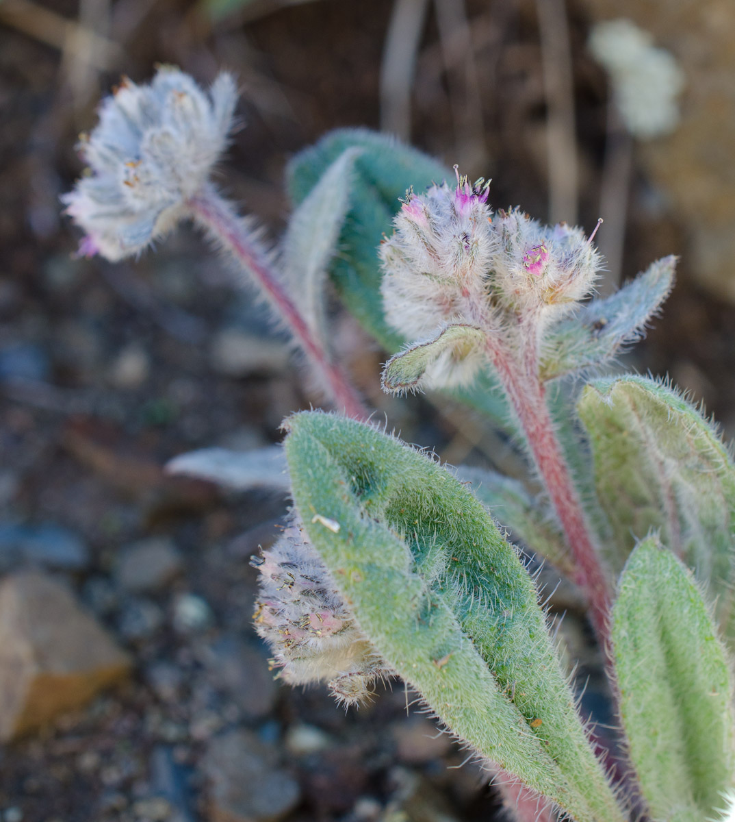 Изображение особи Craniospermum subvillosum.