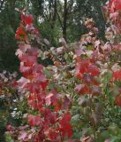 Ribes aureum