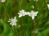 Butomus umbellatus. Цветки (белоцветковая форма). Иркутская обл., Иркутский р-н, окр. с. Смоленщина, дно обмелевшего озера. 10.07.2015.