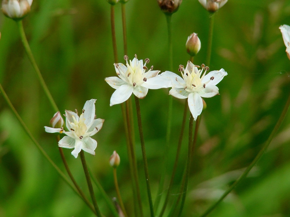 Image of Butomus umbellatus specimen.