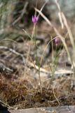 Allium barsczewskii. Цветущее растение. Южный Казахстан, Сырдарьинский Каратау, р-н перевала Куюк. 20.05.2015.