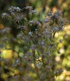 Conyza canadensis