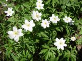 Anemone nemorosa