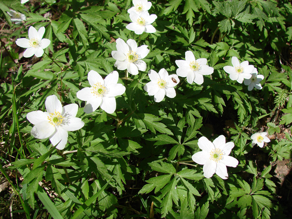 Изображение особи Anemone nemorosa.