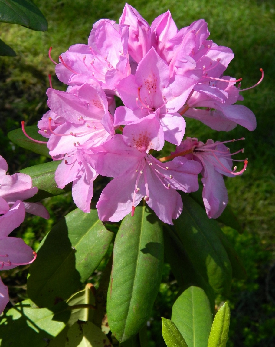 Image of genus Rhododendron specimen.