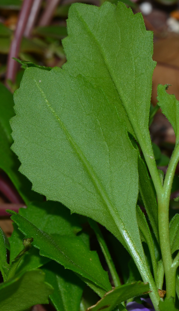 Изображение особи Scaevola humilis.