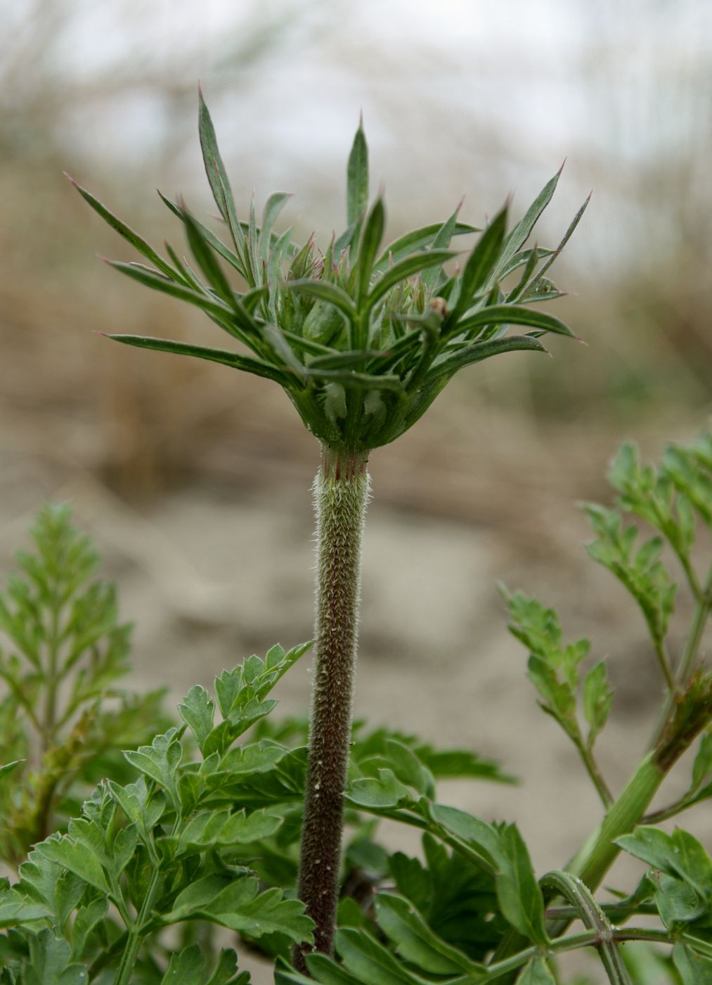 Изображение особи Daucus carota.