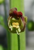 Image of taxon representative. Author is Евгений Пахомов