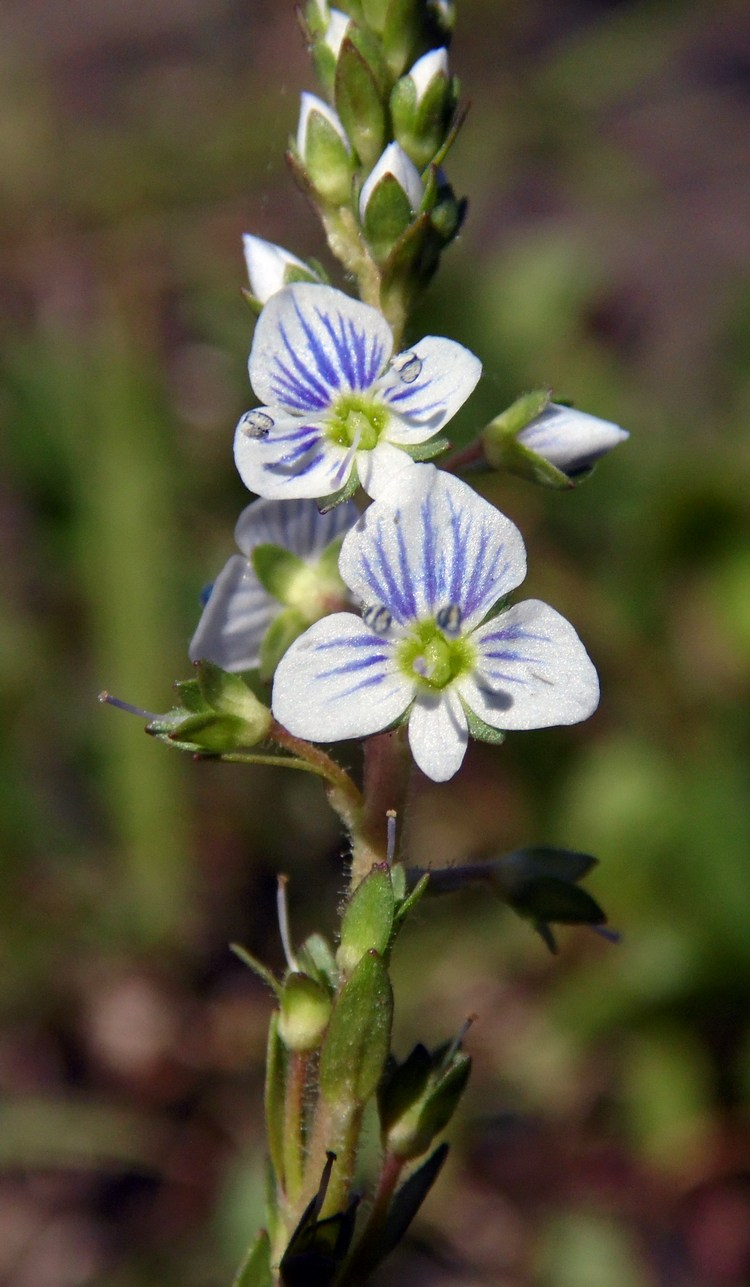 Изображение особи Veronica serpyllifolia.