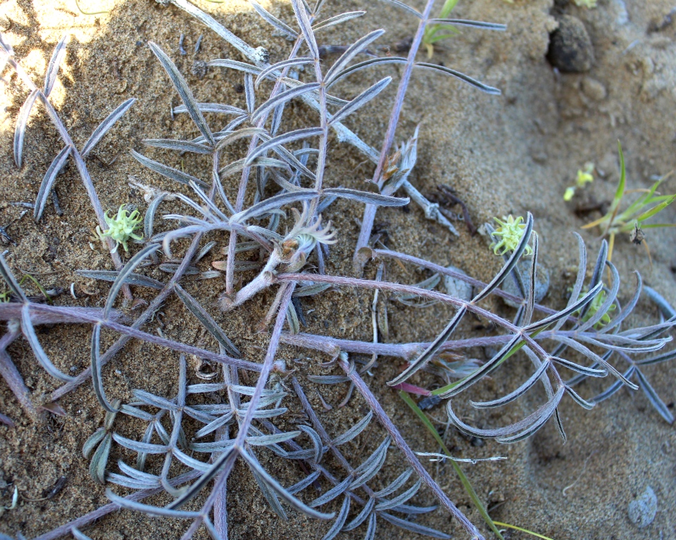 Изображение особи род Astragalus.