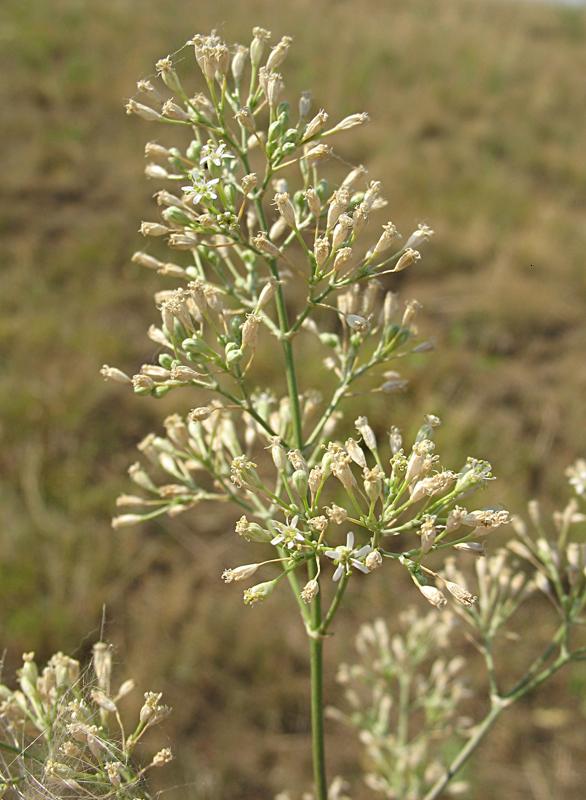 Image of Silene wolgensis specimen.