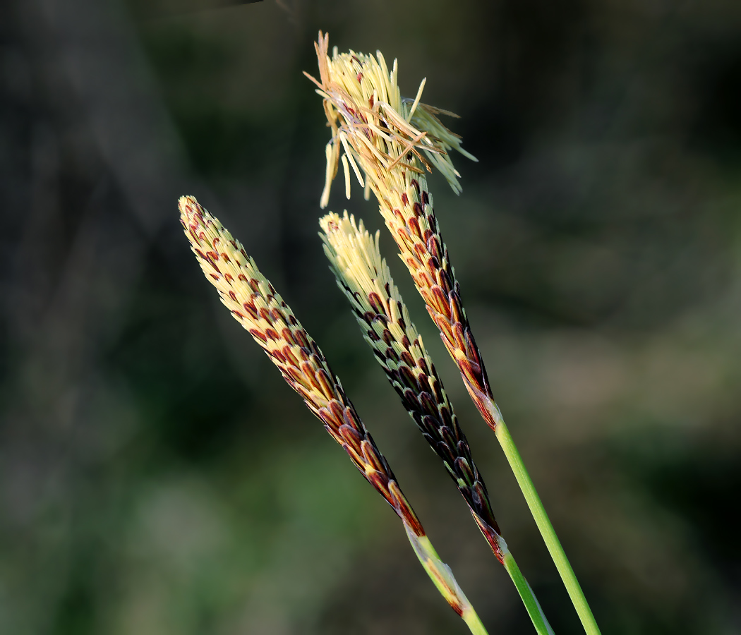Image of Carex pilosa specimen.