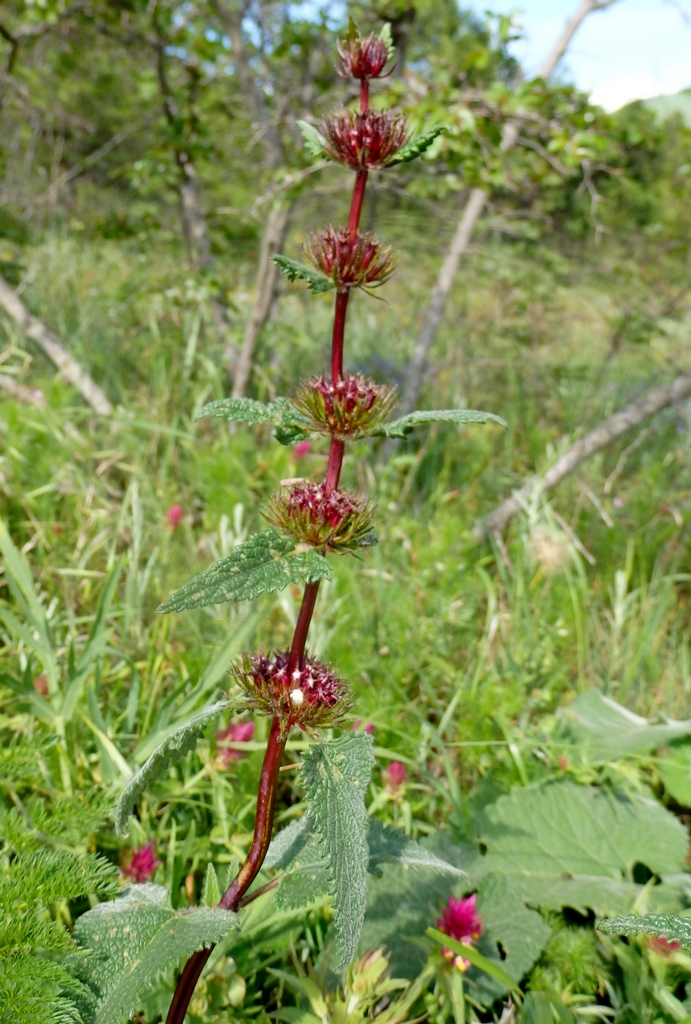 Image of Phlomoides tuberosa specimen.