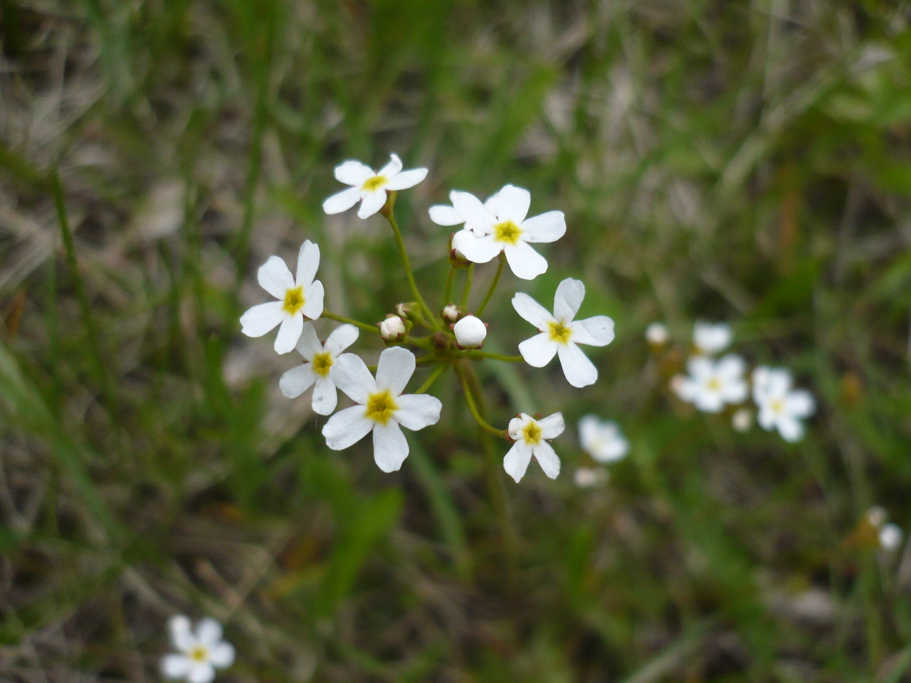 Image of Androsace lactiflora specimen.