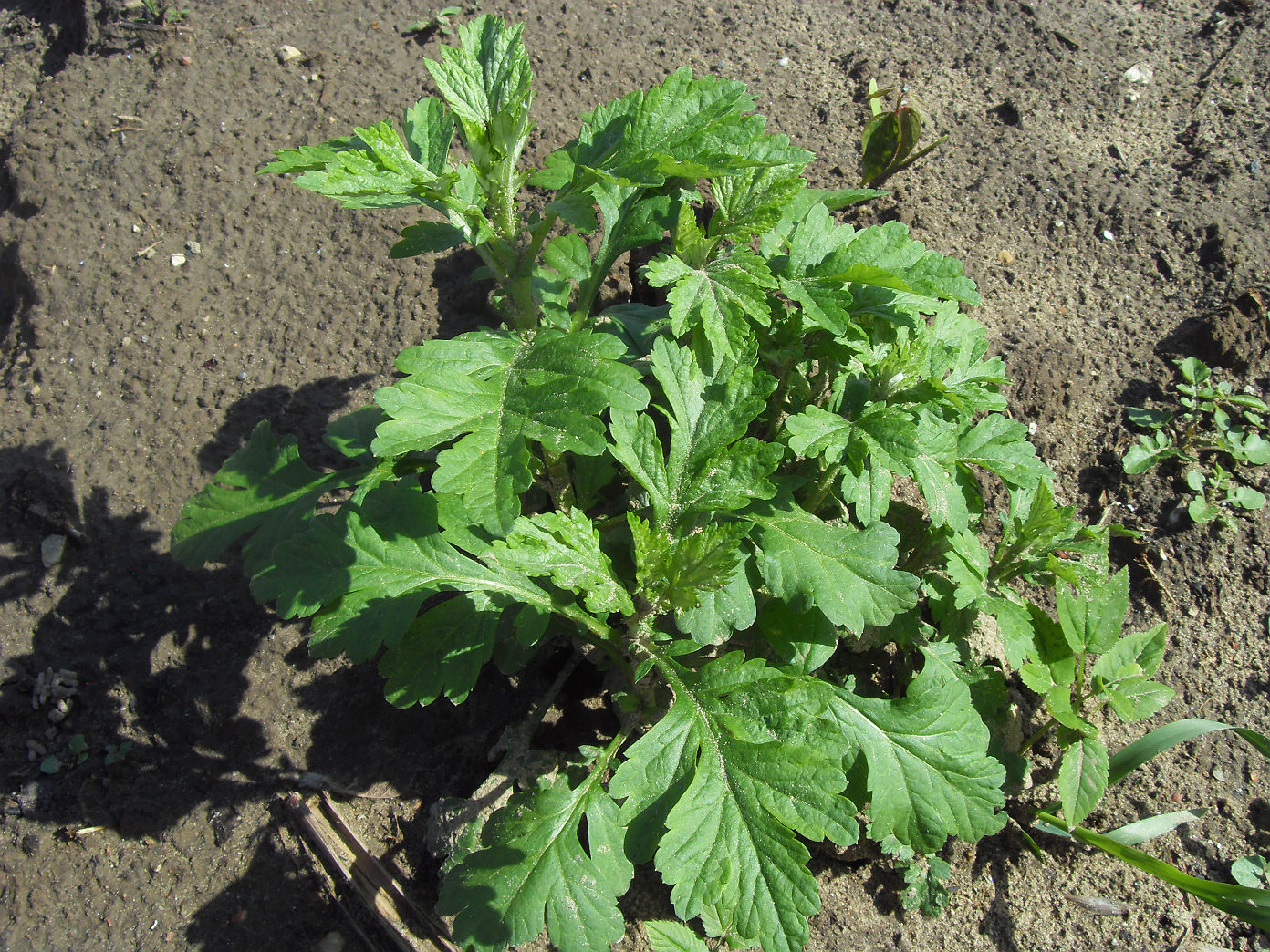 Изображение особи Artemisia vulgaris.