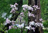 Magnolia stellata. Ветви цветущего дерева. Москва, ботанический сад МГУ \"Аптекарский огород\", в культуре. 15.05.2015.