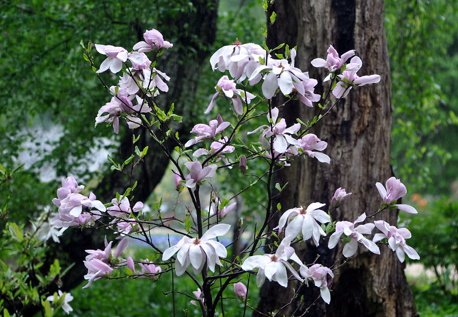 Image of Magnolia stellata specimen.