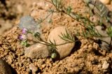 Spergularia rubra