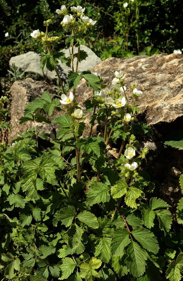 Изображение особи род Potentilla.