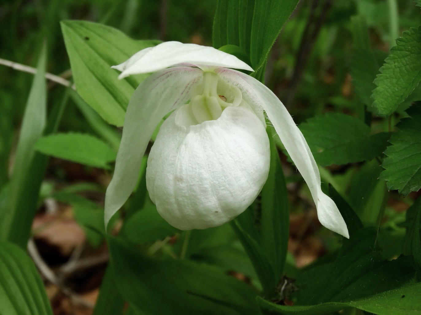 Image of Cypripedium macranthos specimen.