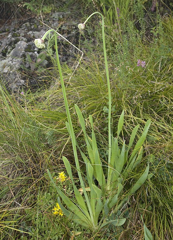 Изображение особи Allium nutans.