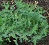 Cicer arietinum