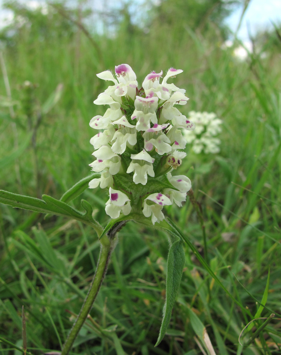 Image of Prunella laciniata specimen.