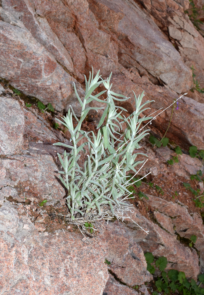 Image of Anaphalis velutina specimen.