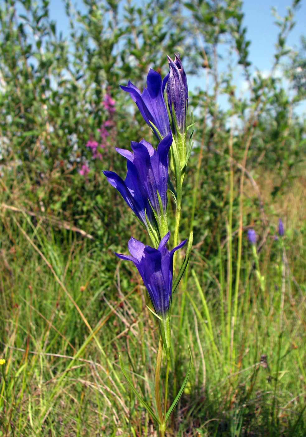 Изображение особи Gentiana pneumonanthe.
