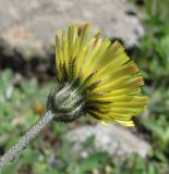 Pilosella officinarum. Соцветие (вид сбоку). Кабардино-Балкария, Эльбрусский р-н, долина р. Ирик, ок. 2700 м н.у.м. 14.07.2016.