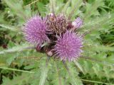 Cirsium esculentum