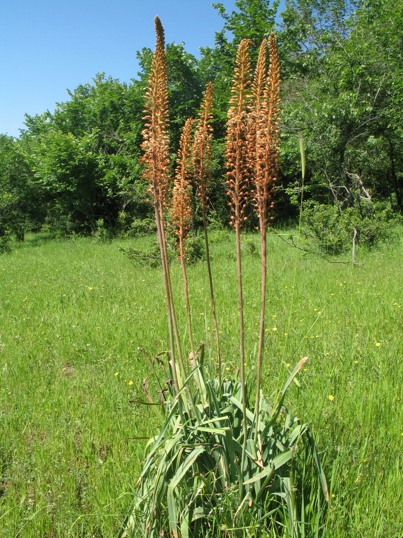 Image of genus Eremurus specimen.