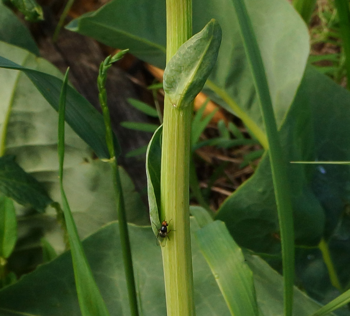 Image of Ligularia altaica specimen.