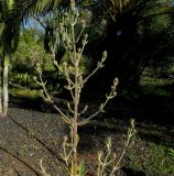 Kalanchoe beharensis
