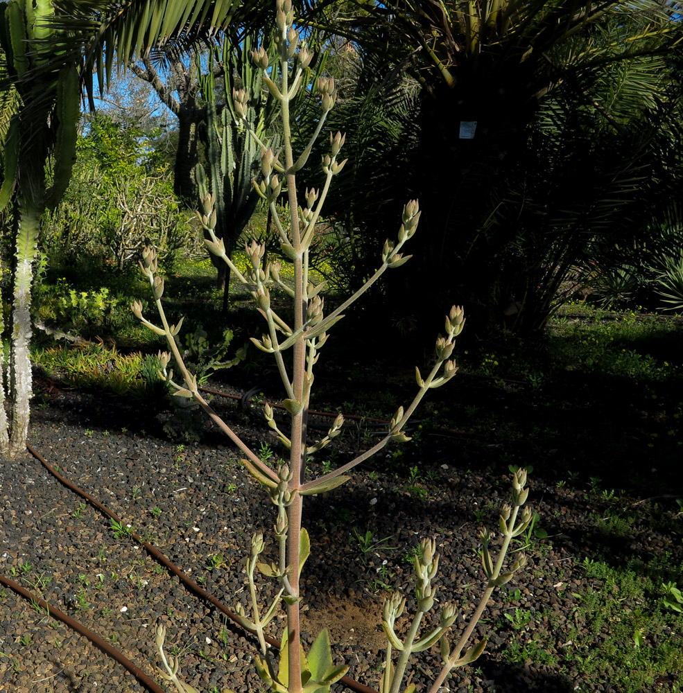 Image of Kalanchoe beharensis specimen.