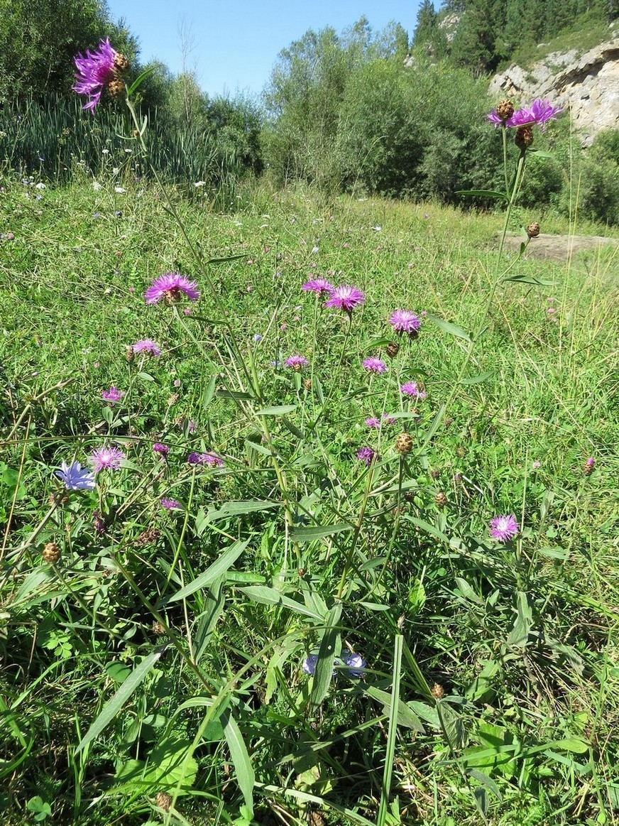 Изображение особи Centaurea jacea.