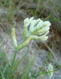 Oxytropis hippolyti. Соцветие. Ульяновская обл., Вешкаймский р-н, окр. с. Белый Ключ, каменистая степь на мергелисто-меловом субстрате по крутому склону. 20 июня 2015 г.