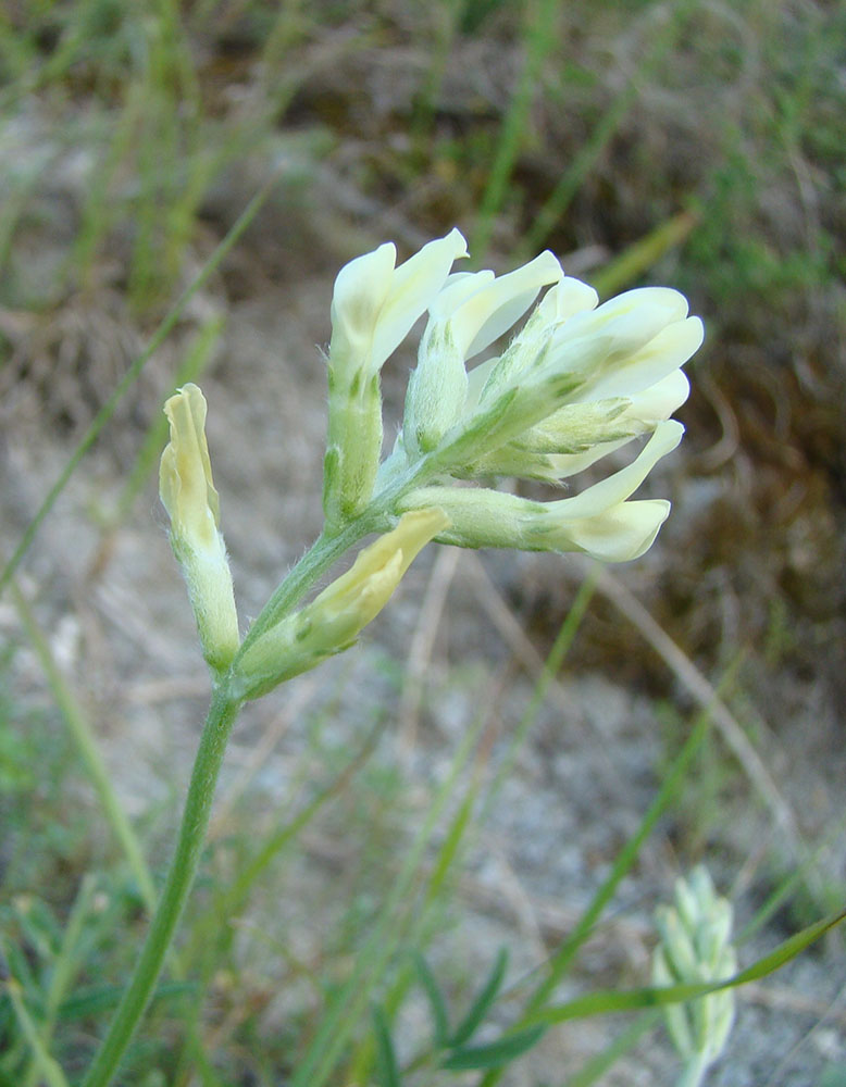 Изображение особи Oxytropis hippolyti.