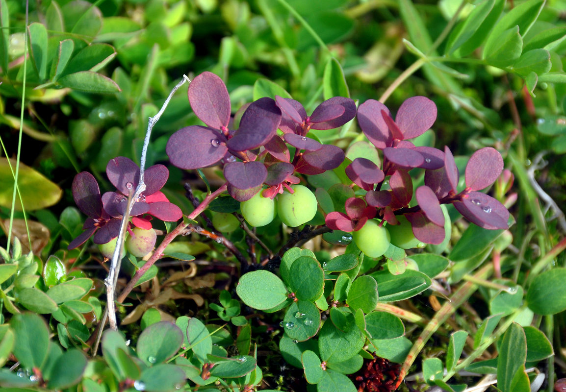 Image of Vaccinium uliginosum specimen.