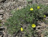 Helianthemum songaricum. Цветущее растение. Казахстан, западные отроги Джунгарского Алатау, пер. Архарлы, 09.05.2006.