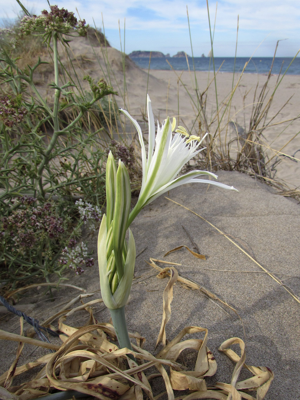 Изображение особи Pancratium maritimum.