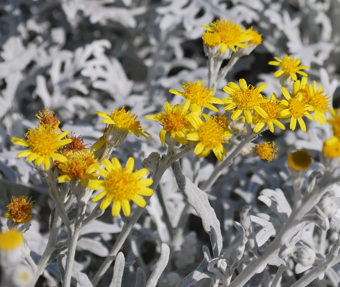 Image of Senecio cineraria specimen.